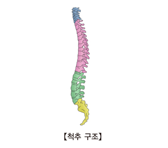 척수의구조