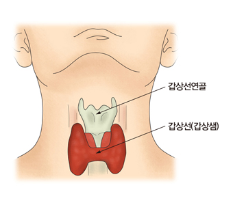 갑상선(갑상샘),갑상선연골 위치