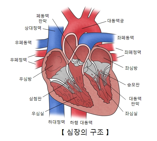 대동맥궁 좌폐동맥 좌폐정맥 좌심방 승모판 대동맥판막 좌심실 하행대동맥 하대정맥 우심실 심청판 우심방 우폐정맥 우폐동맥 상대정맥 폐동맥판막의 위치및 심장의 구조 예시