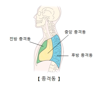 전방 종격동 중앙 종격동 후방 종격동 위치