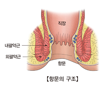 직장 내괄약근 외괄약근 위치의 항문의 구조예시