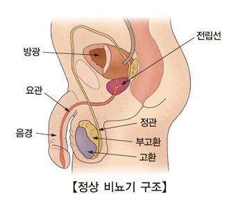 전립선 정관 부고환 고환 방광 요관 음경 등 정상적인 비뇨기 구조의 예시