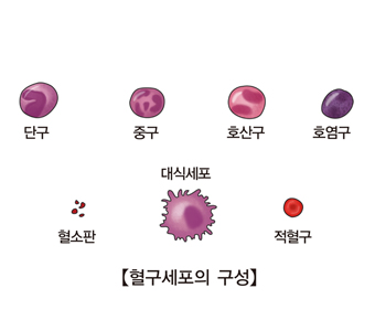 단구 중구 호산구 호염구 혈소판 대식세포 적혈구등 혈구세포의 구성의 예시