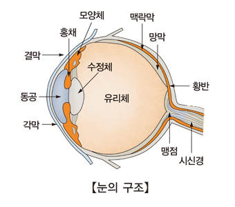 각막 동공 결막 홍채 모양체 수정체 유리체 맥락막 망막 황반 맹점 시신경등 눈의 구조 예시