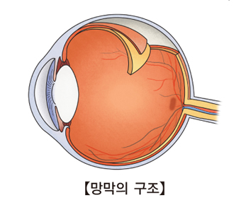 망막의 구조