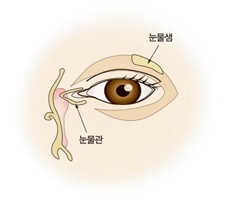 눈물샘과 눈물관의 위치