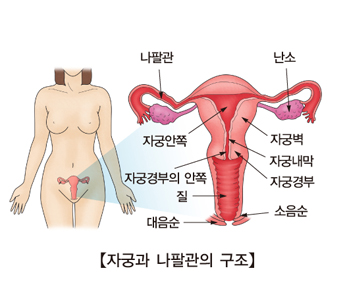 자궁과나팔관의구조및 나팔관,난소,자궁벽,자궁내막,자궁경부,소음순,대음순,질,장궁경부의안쪽,자궁안쪽의위치