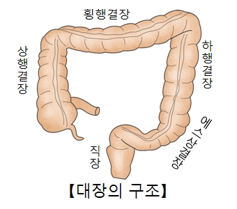 상행결장 횡행결장 하행결장 에스상결장 직장등 대장의 구조 예시