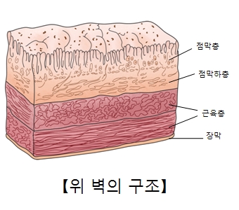 점막층 점막하층 근육층 장막의 위치및 위 벽의 구조예시