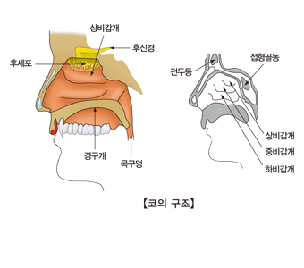 코의구조및 후세포,경구개,목구멍,후신경,상비갑개, 전두통,하비갑개,중비갑개,상비갑개,접형골동의 위치