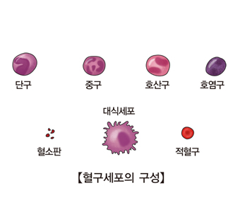 혈구세포의구성 단구 중구 호산구 호염구 혈소판 대식세포 적혈구