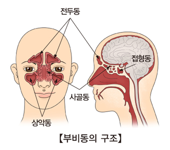 부비동의구조 상악동,사골동,접형동,전두동의 위치