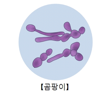 곰팡이 균의 예시