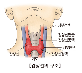 경부정맥 갑상선연골 갑상선동맥 경부동맥 갑상선정맥 기도 갑성선등 구조의 예시