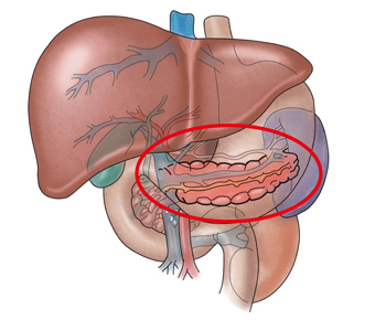 간과 췌장의 위치