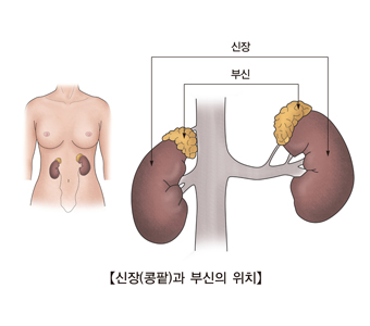 신장(콩팥)과 부신의 위치