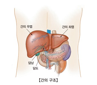 
간의우엽 간의좌엽 담낭 담도의 나타낸 간의 구조 예시