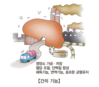 간의기능 영양소가공및저장,혈당조절,단백질합성,해독기능,면역기능,호로몬균형유지