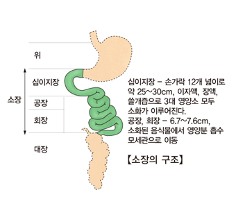 위 소장(십이지장 공장 회장) 대장의 위치및 십이지장은 손가락 12개 넓이로 약 25~30cm 이지액 장액 쓸개즙으로 3대 영샹소 모두 소화가 이루어진다. 공장 회장은 6.7~7.6cm 소화된 음식물에서 영양분 흡수 모세관으로 이동 등 소장의 구조 예시 