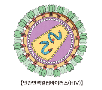 인간면역결핍바이러스(HIV)