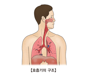 호흡기 구조의 예시