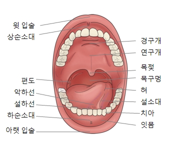 입안 명칭설명 윗입술,상순소대,경구개,연구개,목젖,목구멍,형,설소대,치아,잇몸,편도,악하선,설하선,하순소대,아랫입술