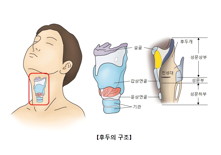 후두의 구조 설골,갑상연골,윤상연골,기관,후두개,진성대,성문상부,성문부,성문하부 위치