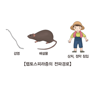 렙토스피라증의 전파경로 기생충에서감염 쥐의배설물 사람의상처,점막침입