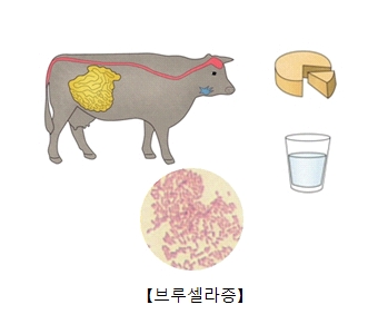 브루셀라균에 감염된 소와 그 소가 만들어낸 우유와치즈 및 브루셀라균의사진