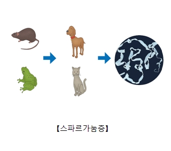 쥐 개구리 개나고양이의 먹이사슬관계및 만선열두조충의사진