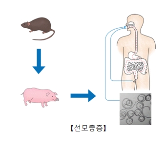 쥐에서돼지 돼지에서인간으로 선모충에 감염되는 관계도및 선모충의모습