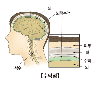 뇌,뇌척수액,척수의위치와 뇌척수액중 피부,뼈,수막,뇌의 위치