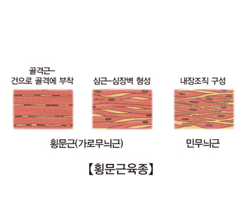 횡문근(가로무늬군) 골격근-건으로 골격에부착, 심근-심장벽에형성 사진예시및  민무늬근 내장조직구성 사진예시