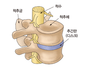 척추궁,척축,척추체,추간판(디스크)위치