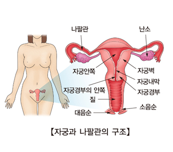 자궁과 나팔관의 구조-나팔관,난소,자궁안쪽,자궁경부의안쪽,질,대음순,소음순,자궁경부,자궁내막,자궁벽의 위치