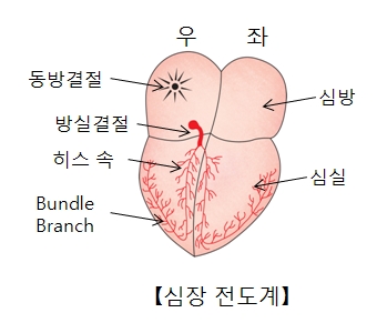 우측 동방결절 방실결절 히스속 Bundle Branch 좌측 심방 심실의 위치및 심장전도계 예시