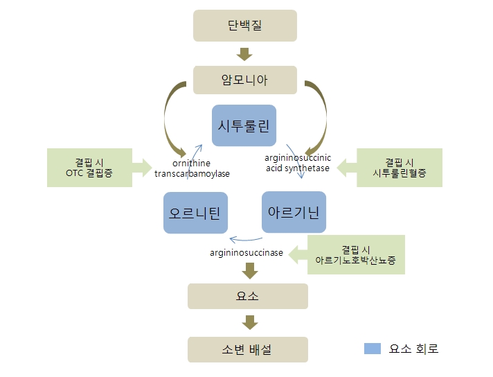 시투룰린,아르기닌,오르니틴의 요소회로-아르기닌에서오르니틴으로 가는도중 아르기닌결핍시 아르기노호박산뇨증 발병됨,오르니틴에서시투룰린으로 가는도중 오르니틴결핍시 OTC결핍증이 발병됨, 시투룰린에서 아르기닌으로 가는도중 시투룰린 별핍시 시투룰린혈증이 발병됨