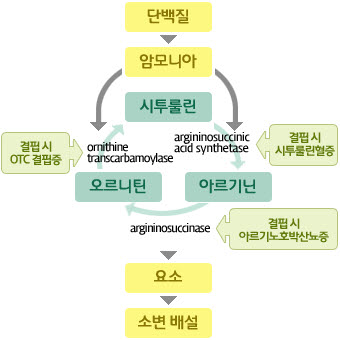 시투룰린,아르기닌,오르니틴의 요소회로-아르기닌에서오르니틴으로 가는도중 아르기닌결핍시 아르기노호박산뇨증 발병됨,오르니틴에서시투룰린으로 가는도중 오르니틴결핍시 OTC결핍증이 발병됨, 시투룰린에서 아르기닌으로 가는도중 시투룰린 별핍시 시투룰린혈증이 발병됨