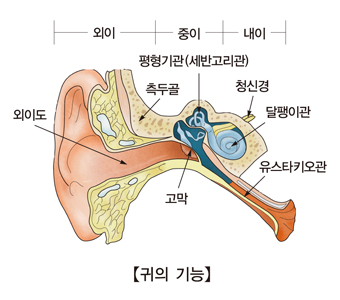 귀의구조및 외이도,고막,유스타키오관,달팽이관,청신경,평형기관(세반고리관),측두골의 위치