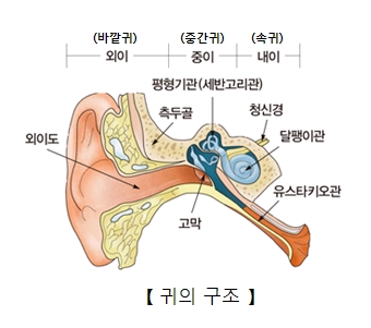 귀의구조및 외이도,고막,유스타키오관,달팽이관,청신경,평형기관(세반고리관),측두골의 위치