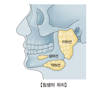  설하선,악하선,이하선의 위치