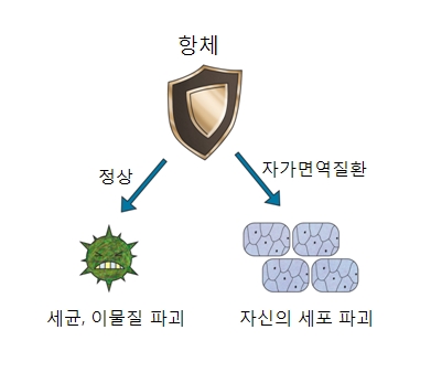 정상적인 항체는 세균,이물질 파괴 자가면혁질환 항체는 자신의 세포 파괴