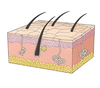 우리몸의 피부 구조를 표현한 예시