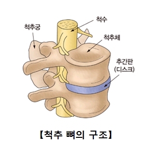 척추뼈의구조 척추궁,척추,척추제,추간판(디스크)의 위치