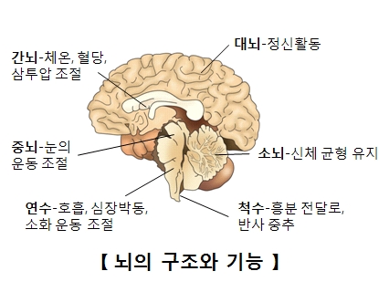 뇌의구조와기능 간뇌-체온,혈당,삼투압조절 중뇌-눈의운동조절 연수-호흡,심장박동,소화운동조절 대뇌-정신활동 소뇌-신체균형유지 척추-흥분전달로,반사중추