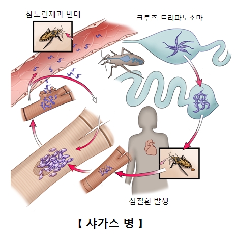 참노린재와빈대 크루즈트리파노소마원충에의해 인간에게 샤가스병을전염시키는과정