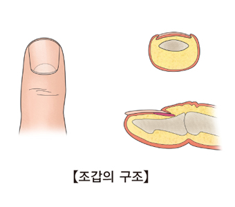 손가락 부위의 조갑의 구조 예시