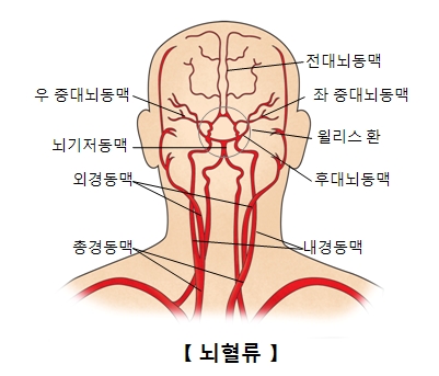 뇌혈류의 구조및 우 중대뇌동맥,뇌기저동맥,외경동맥,총경동맥,내경동맥,후대뇌동맥,윌리스 한,좌 중대뇌동맥,전대뇌동맥의 위치