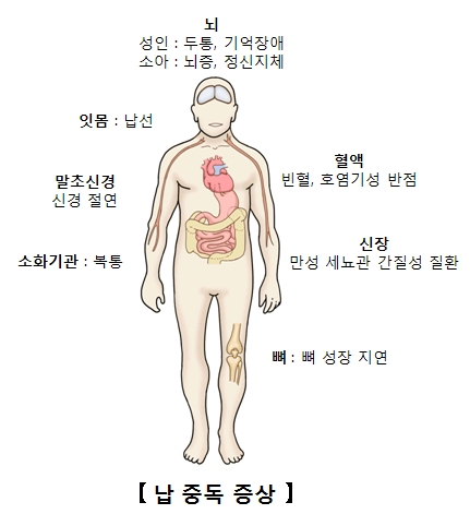 납중독증상 뇌 성인:두통,기억장애 소아:뇌증,정신지체, 잇몸:납선, 말초신경:신경절연, 소화기관:복통, 뼈:뼈성장지연, 신장:만성세뇨관간질성질환, 혈액:빈혈,호염기성반점