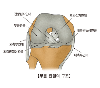 무릎관절의구조 전방십자인대,무릎연골,외측부인대,외측반원상연골,내측부인대,내측반월상연골,후방십자인대의 위치